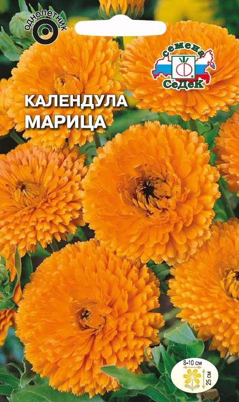 Цветок Календула Марица
