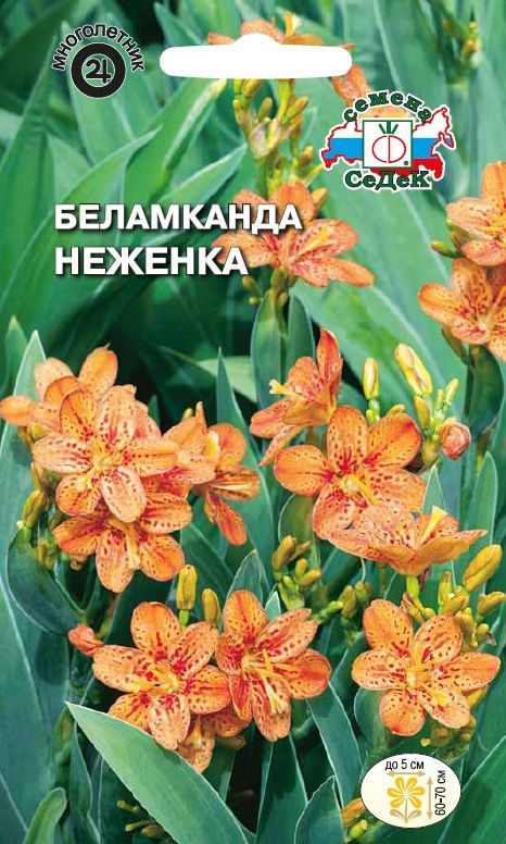 Цветок Беламканда Неженка