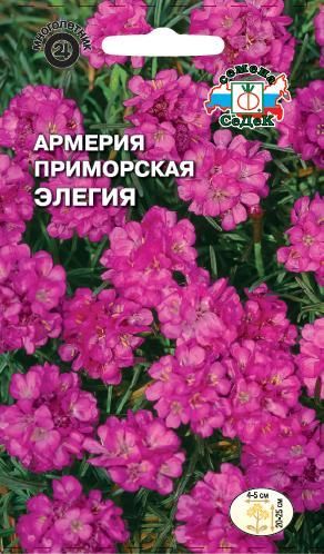 Цветок Армерия  Элегия приморская (смесь)