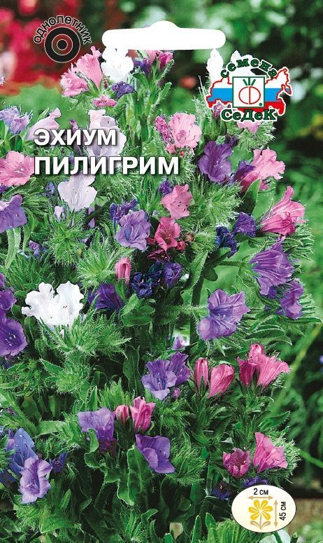 Цветок Эхиум Пилигрим гибридный (смесь)