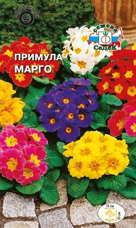 Цветок Примула Марго многоцветковая
